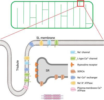 The Physiology and Pathophysiology of T-Tubules in the Heart